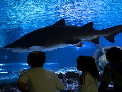 AQUARIUM